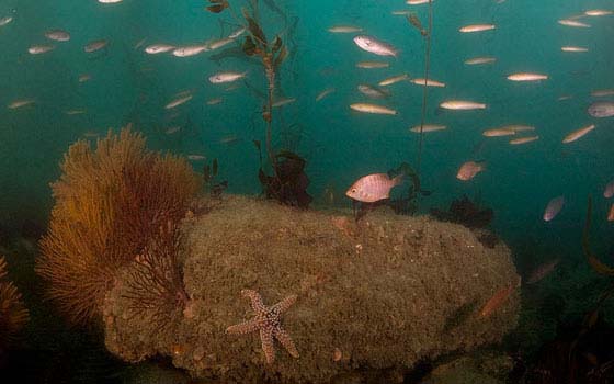 Close Dialog Two Miles Of New Habitats For Fish