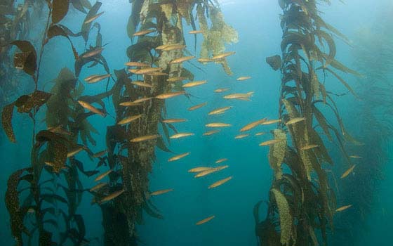 Finding Protection In Giant Kelp