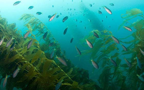 A Green Standard For Coastal Power Plants