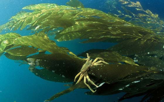Enhancing Southern California's Coastal Environment