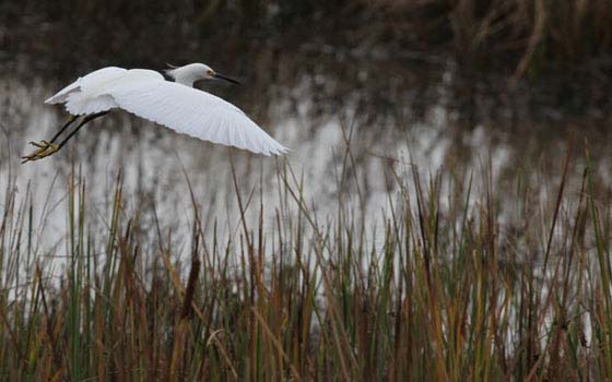 Protecting Endangered Species