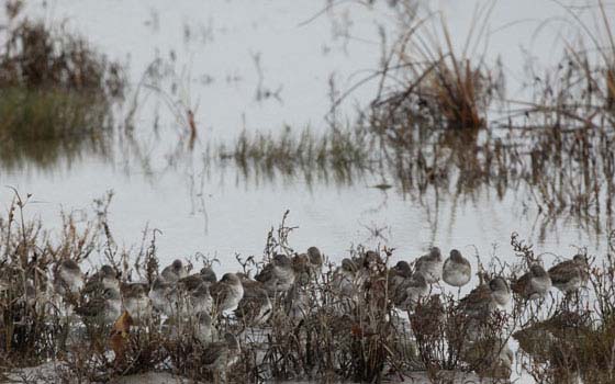 Protecting Endangered Species