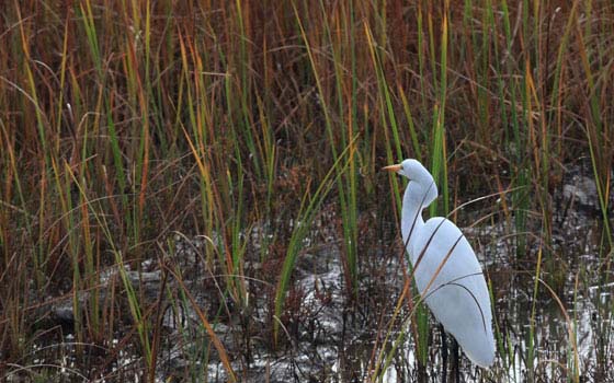 Thriving Wildlife