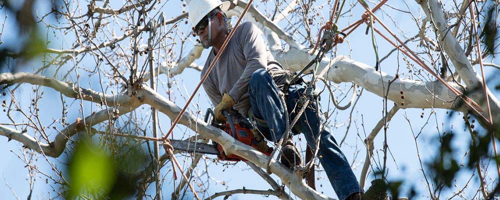 Man working in cherry picker to cut tree limbs