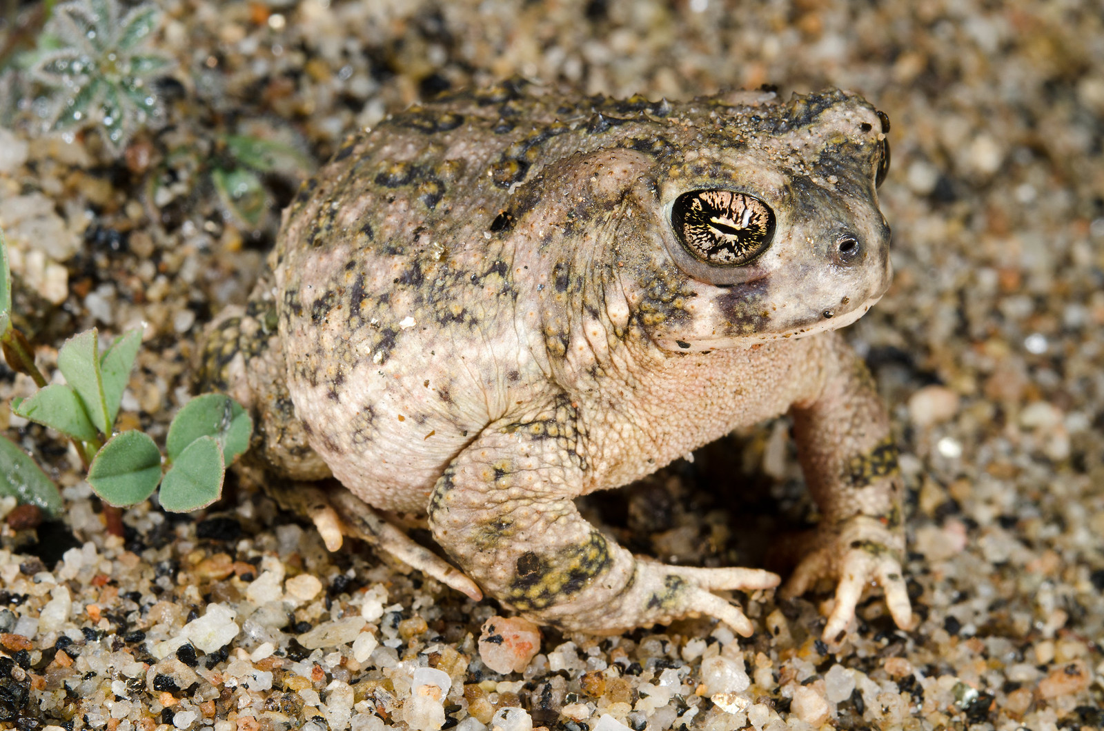 Arroyo Toad