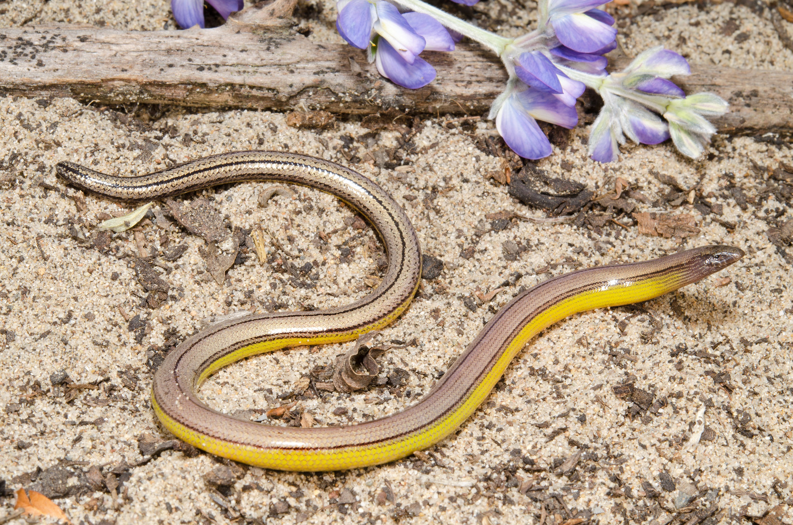 California Legless Lizard