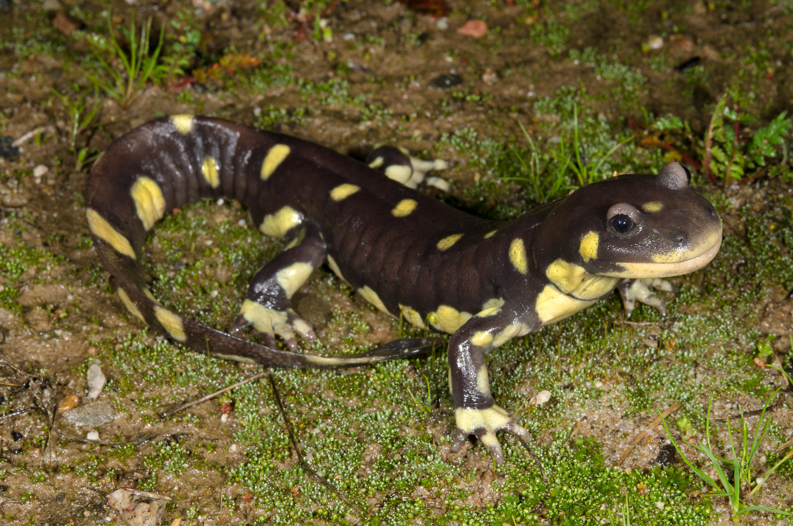 California Tiger Salamander