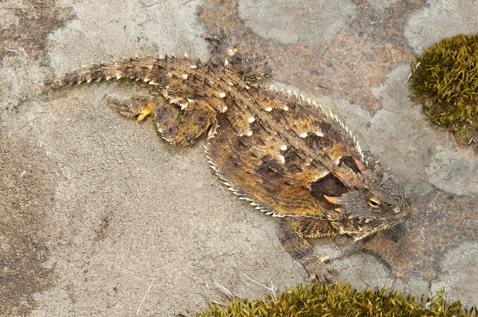 Coast Horned Lizard