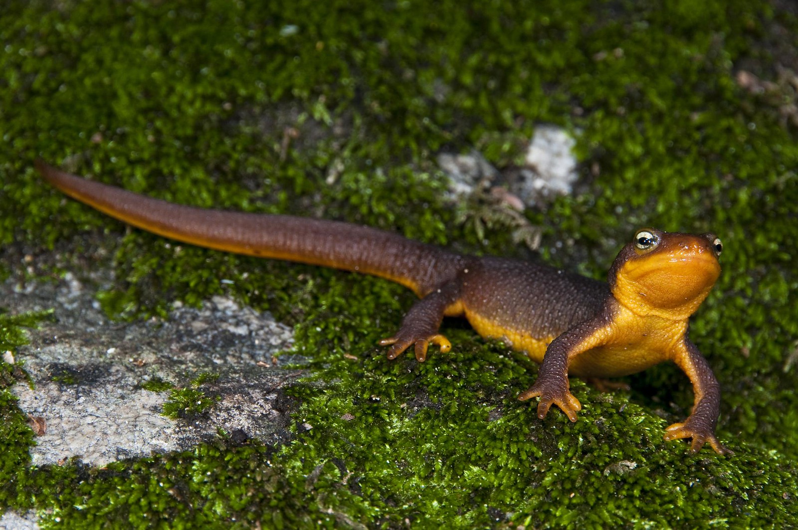 Coast Range Newt