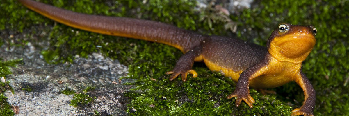 Coast Range Newt Coast Range Newt