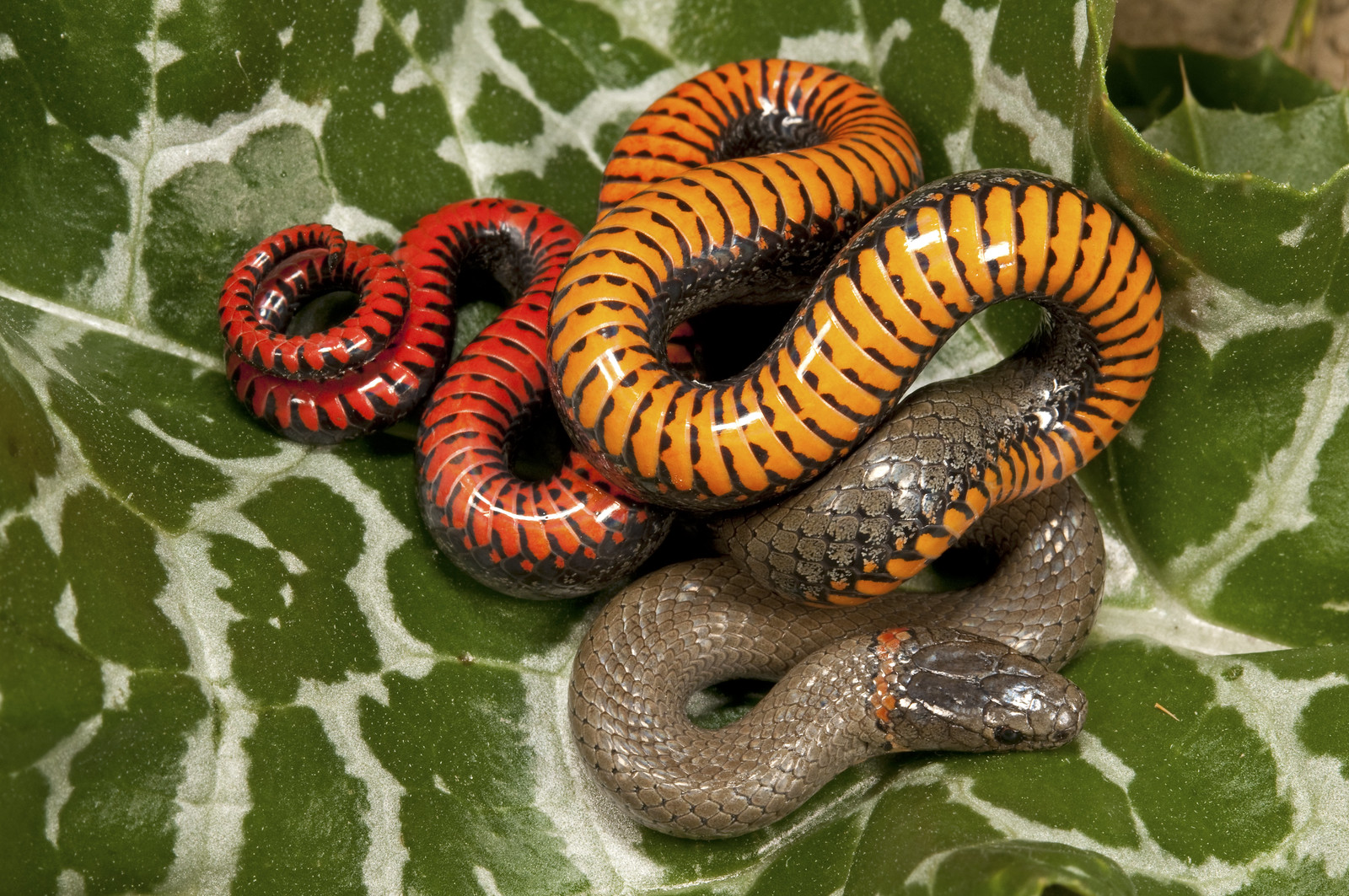 San Bernardino Ring Necked Snake