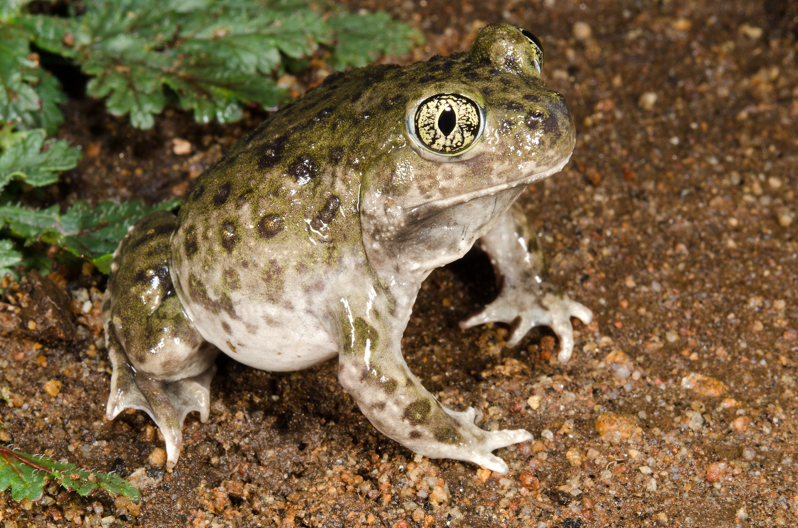 Western Spadefoot Toad