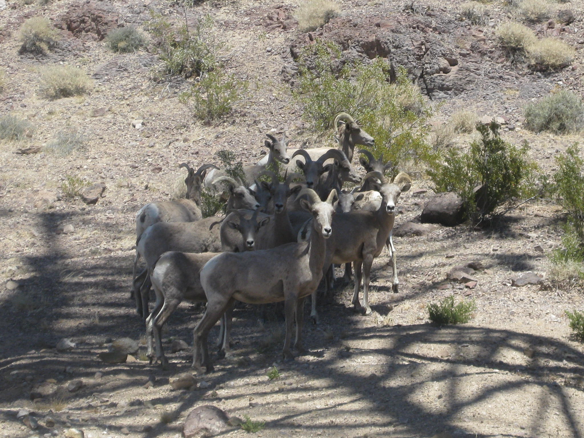 Bighorn sheep resting in the shade of a transmission tower