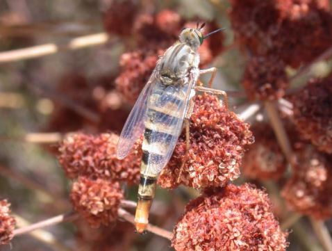 Delhi sands flower-loving fly resting on buckwheat